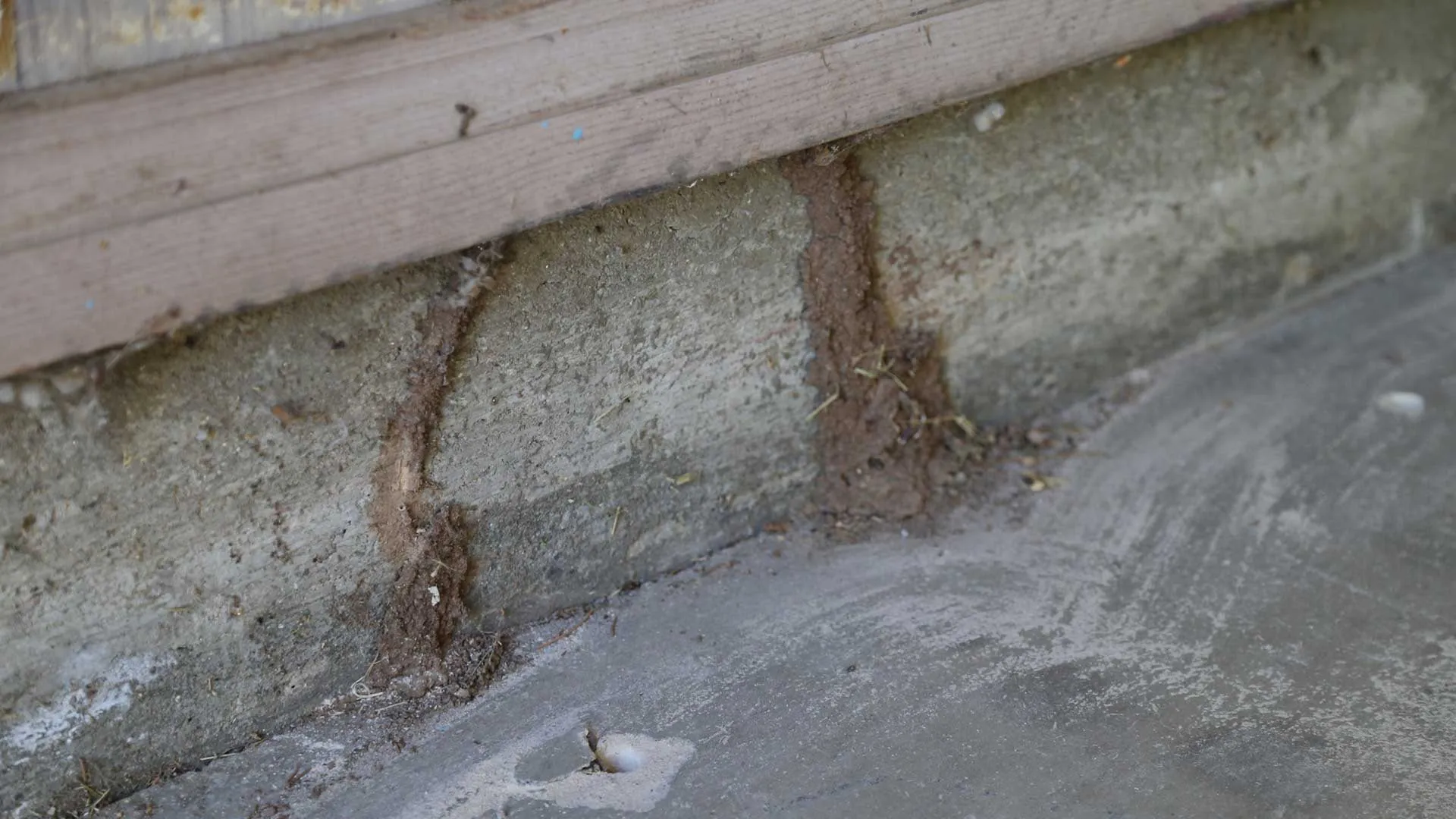 Green Earth Exterminators in Houston, TX — business photo 2