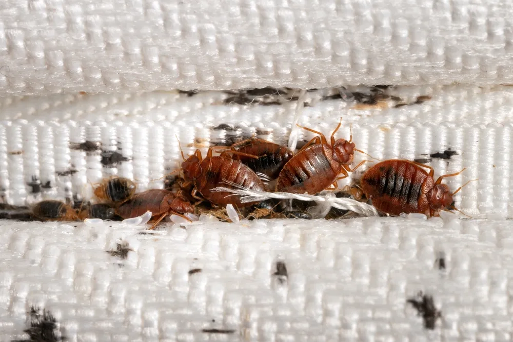 AJB Pest & Termite in Kaufman, TX — business photo 3