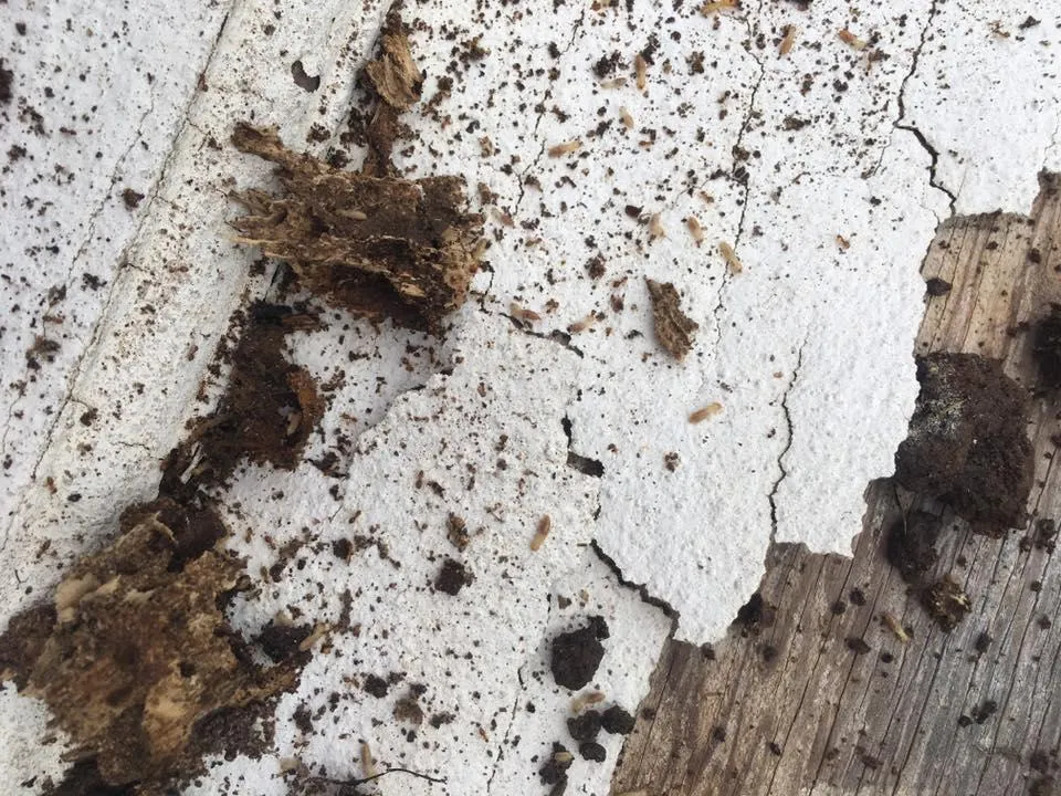 Jones Ladybug Termite & Pest Management in Waco, TX — business photo 3