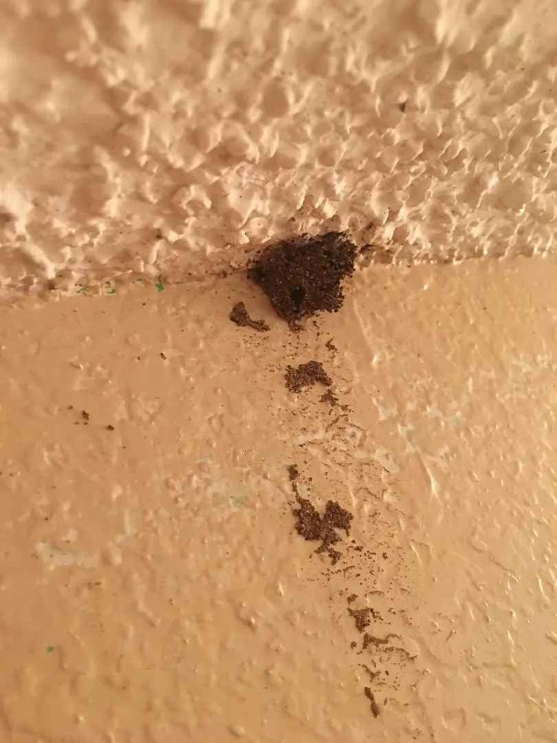 Jones Ladybug Termite & Pest Management in Waco, TX — business photo 4