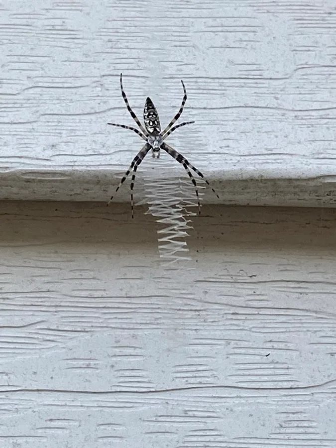 Pro-Max Pest Control in Hitchcock, TX — business photo 2