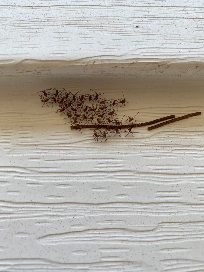 Pro-Max Pest Control in Hitchcock, TX — business photo 3