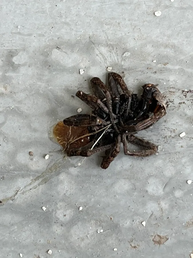 Pro-Max Pest Control in Hitchcock, TX — business photo 4