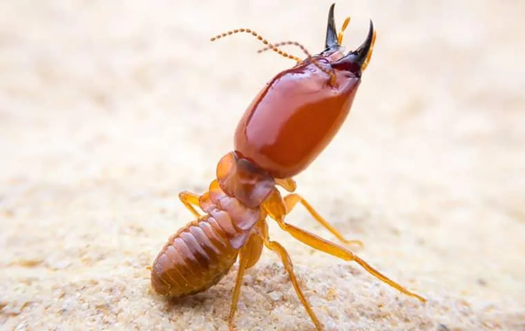 Bug Head Pest Control in Denton, TX — business photo 6