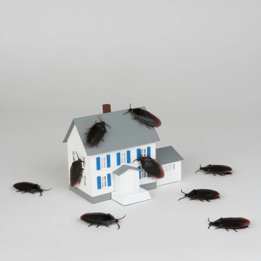 360 Pest Solutions, LLC | in San Antonio, TX — business photo 6