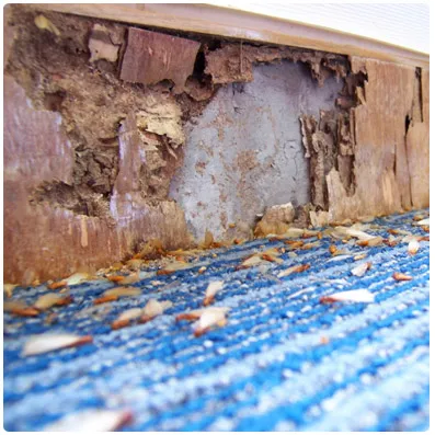 Massey Services Pest Control in Austin, TX — business photo 6