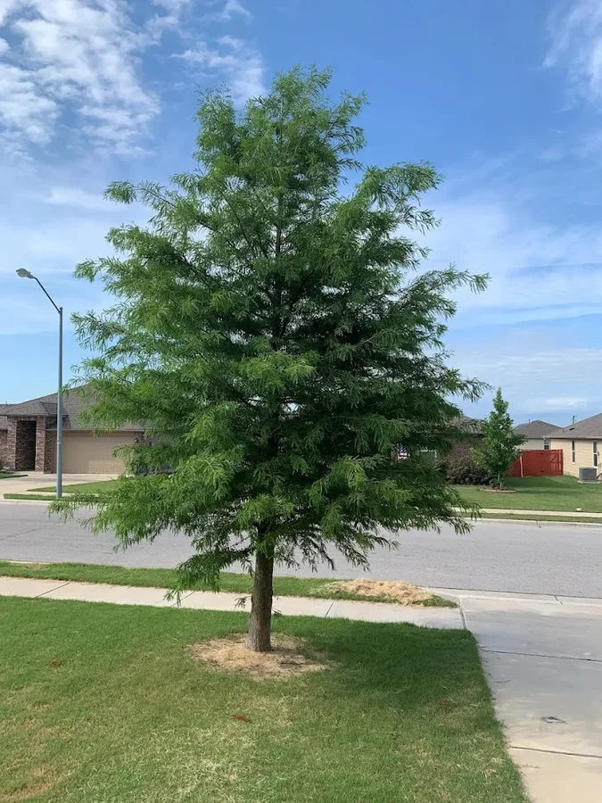 Emerald Lawns - Austin Lawn Care in Round Rock, TX — business photo 4