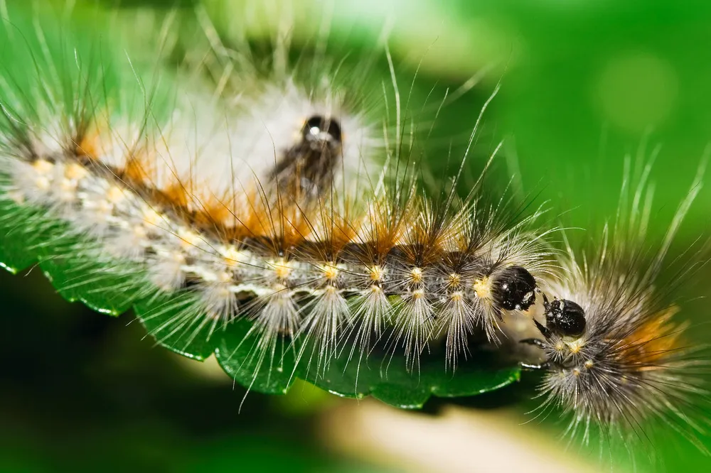 Bug Busters Pest Control in Corpus Christi, TX — business photo 3