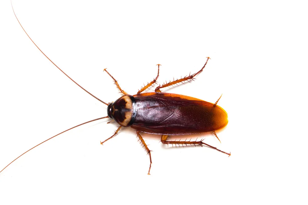 Bug Busters Pest Control in Corpus Christi, TX — business photo 4