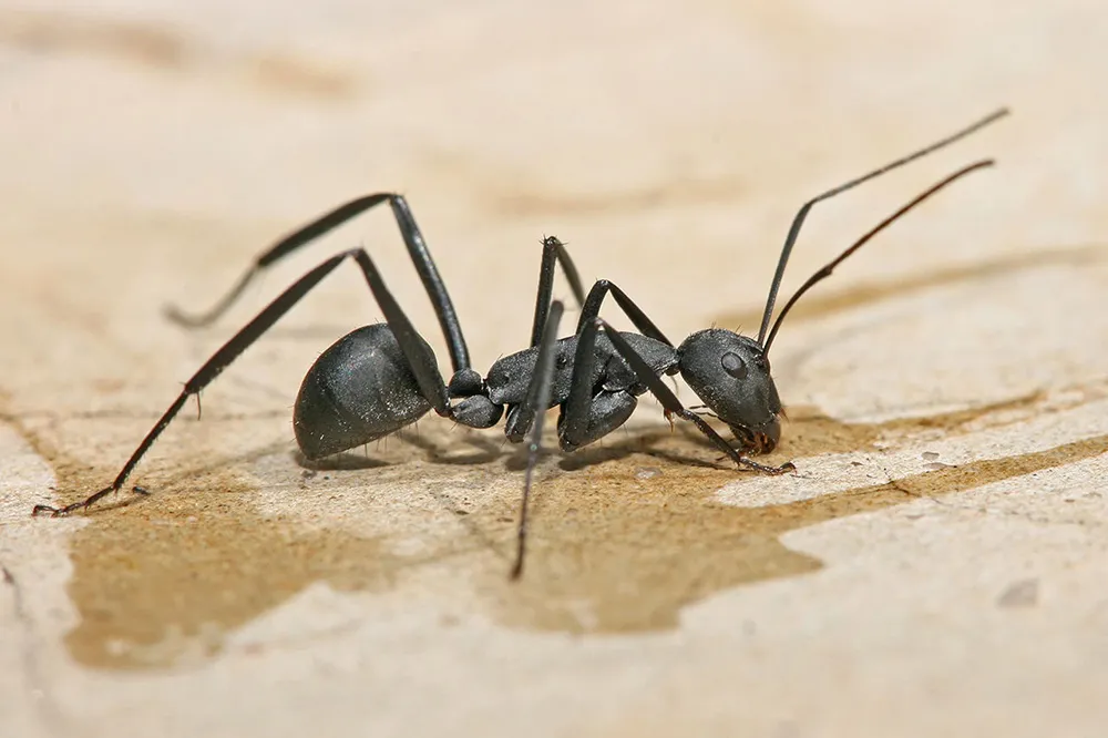 Bug Busters Pest Control in Corpus Christi, TX — business photo 5