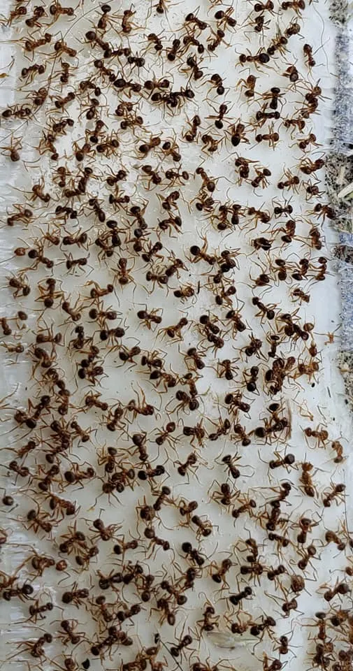 Peacock Pest Prevention in Houston, TX — business photo 6