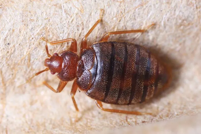 Doffdon Bedbug Exterminator — pest control in McKinney, COLLIN County, TX