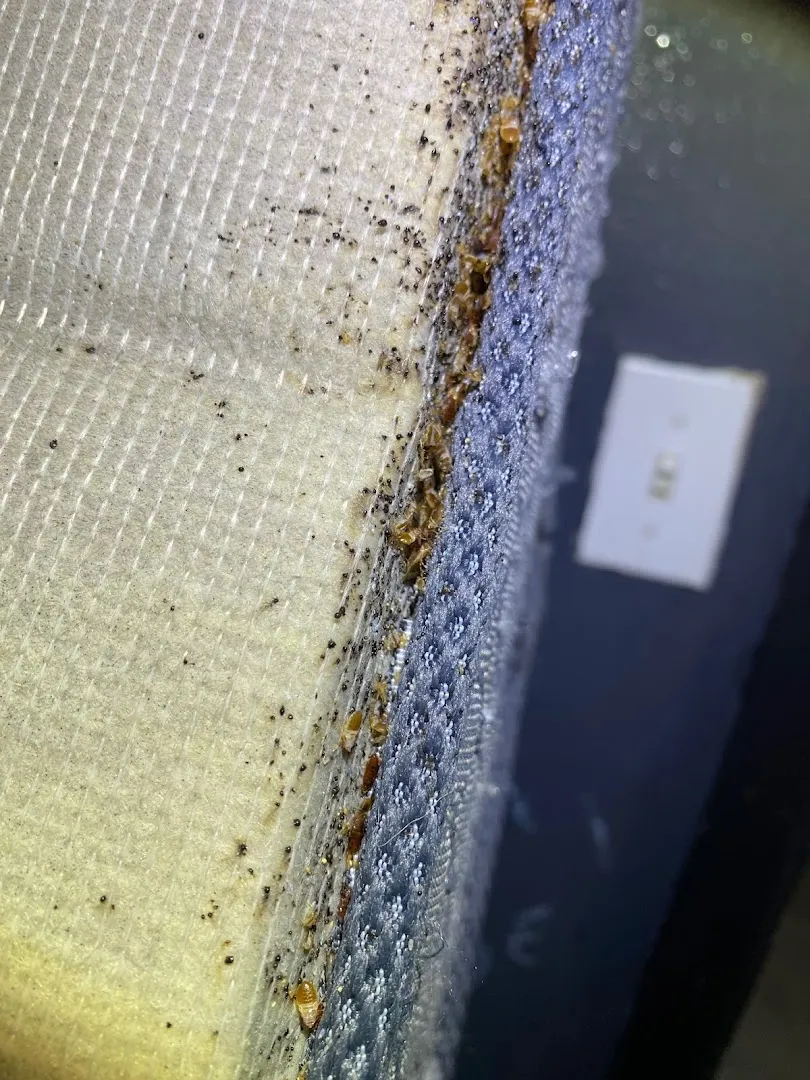 Doffdon Bedbug Exterminator in McKinney, TX — business photo 4