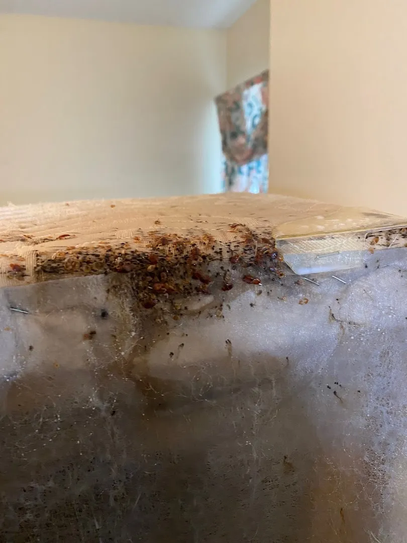 Doffdon Bedbug Exterminator in McKinney, TX — business photo 5