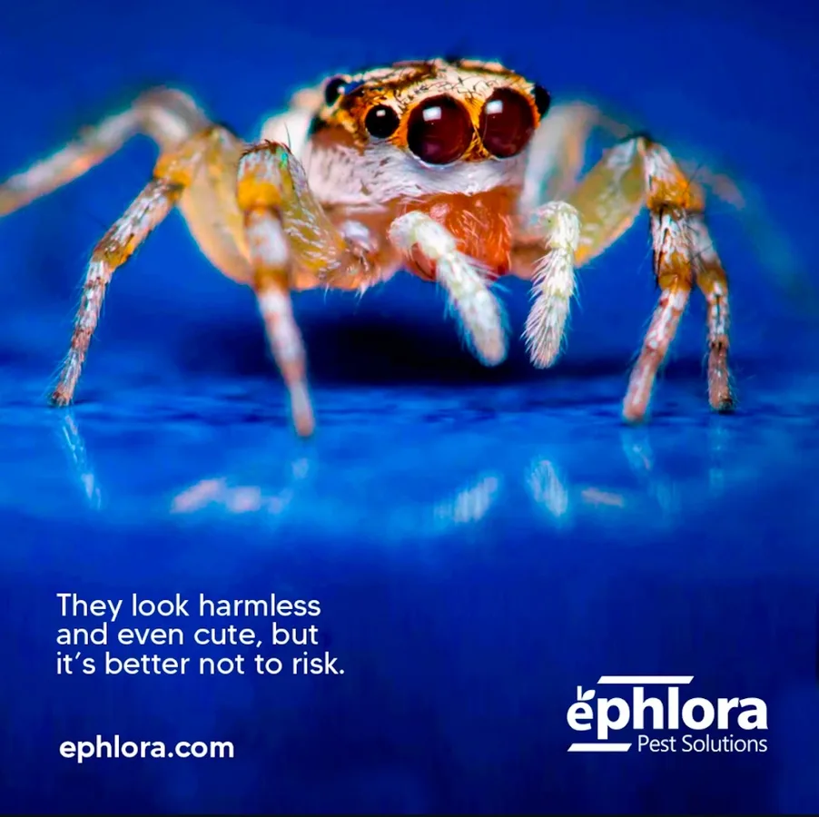 Ephlora Pest Solutions - Frisco in Frisco, TX — business photo 3