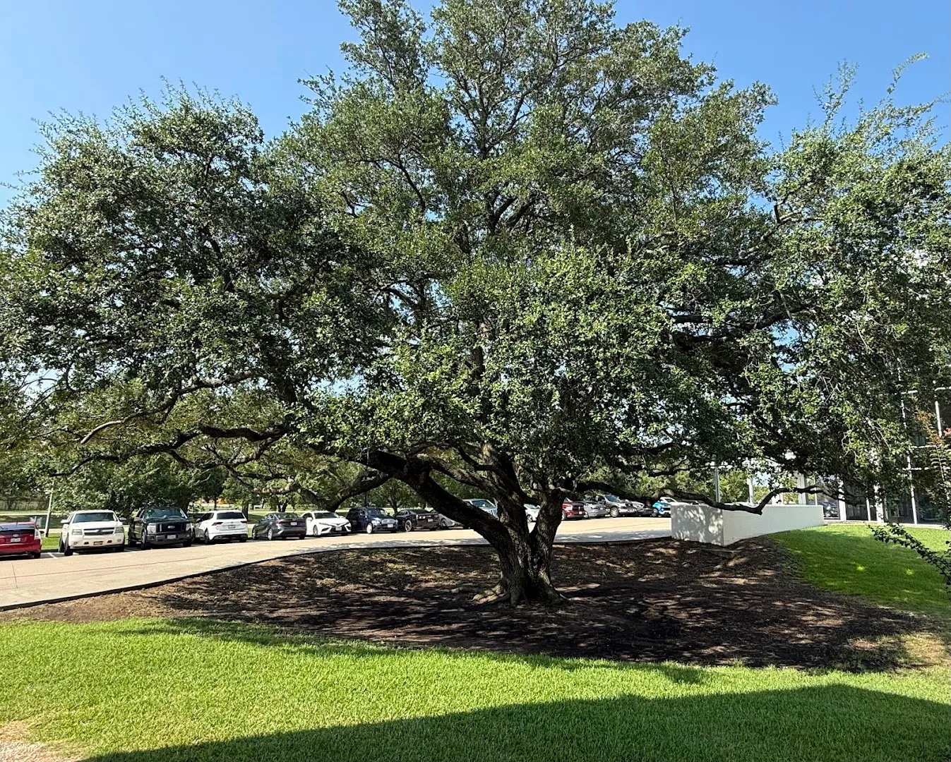 Advanced Landscape Solutions in Angleton, TX — business photo 4