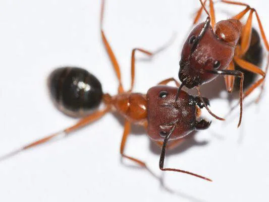 Warrum Unlimited — pest control in Denton, DENTON County, TX