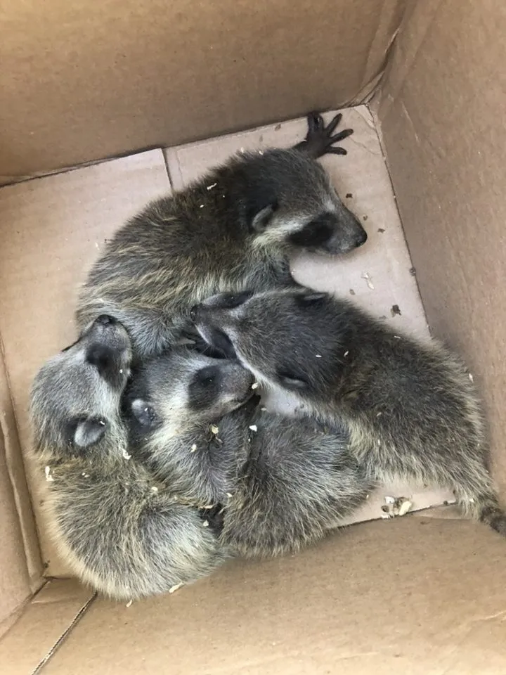 Critter Control Austin in Austin, TX — business photo 5