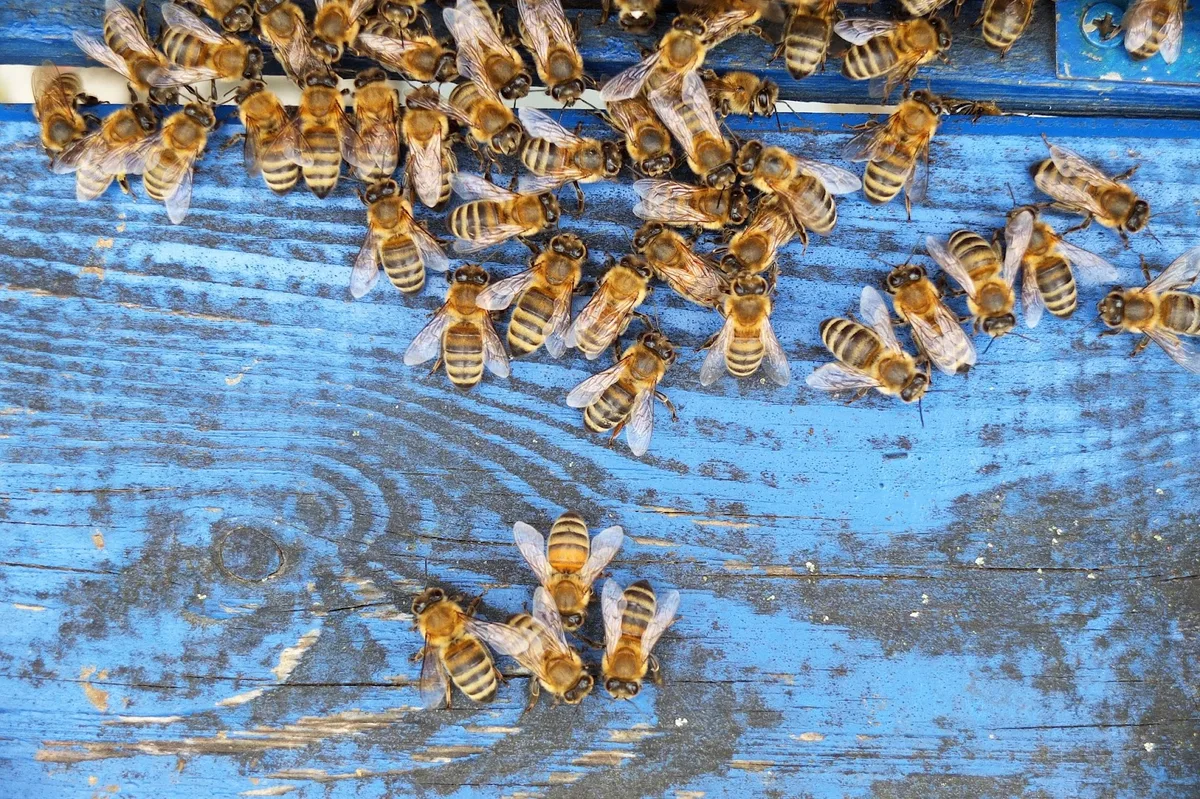 Little Giant Beekeepers & Bee Removal Specialists — pest control in Dallas, DALLAS County, TX