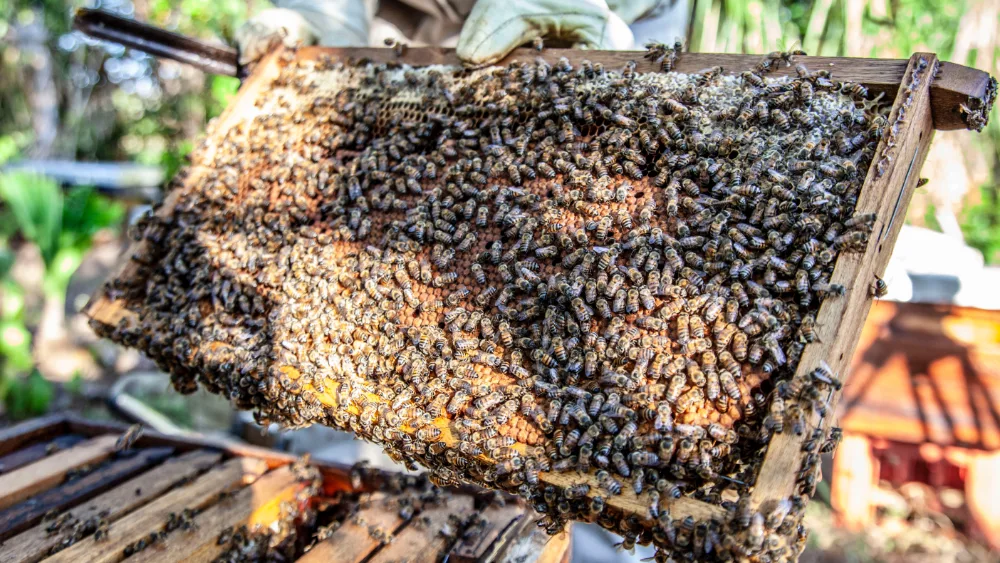 Little Giant Beekeepers & Bee Removal Specialists in Dallas, TX — business photo 3