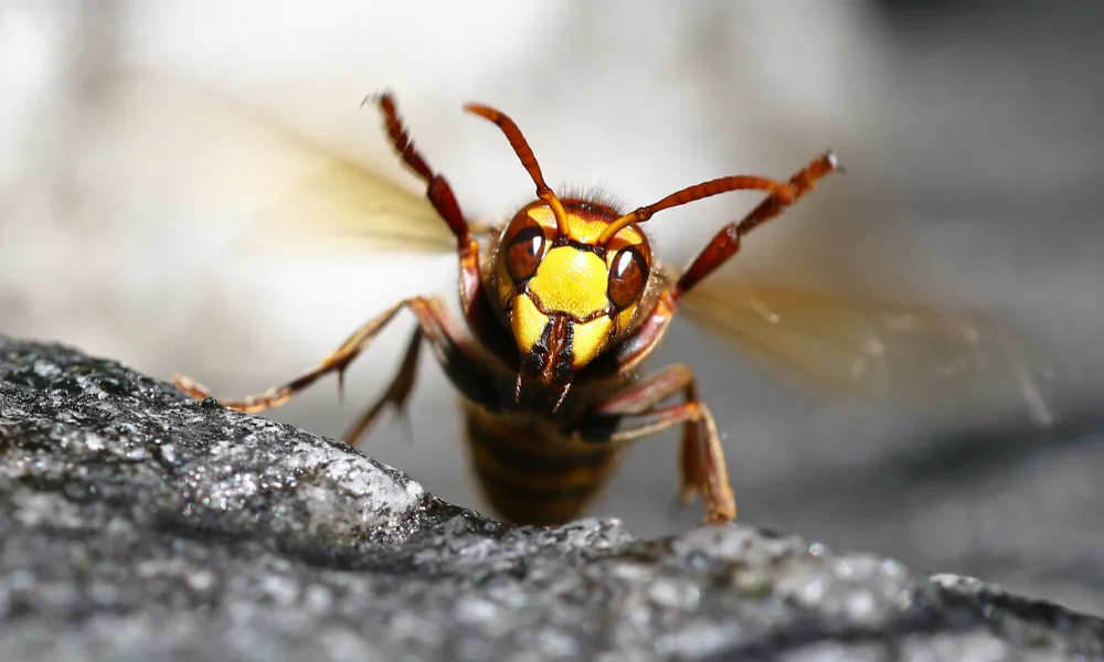 Little Giant Beekeepers & Bee Removal Specialists in Dallas, TX — business photo 6