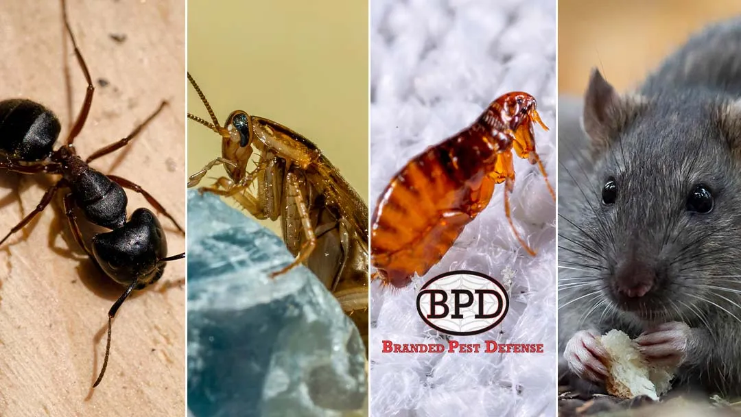 Branded Pest Defense — pest control in Conroe, MONTGOMERY County, TX