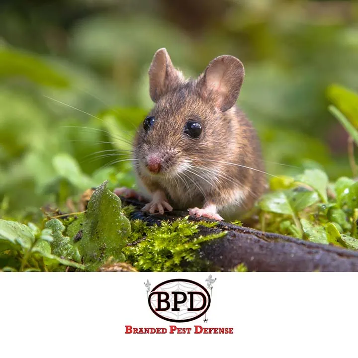 Branded Pest Defense in Conroe, TX — business photo 4