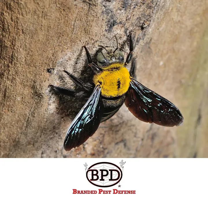 Branded Pest Defense in Conroe, TX — business photo 5