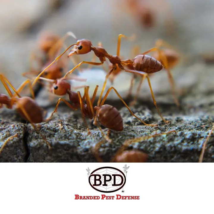 Branded Pest Defense in Conroe, TX — business photo 6