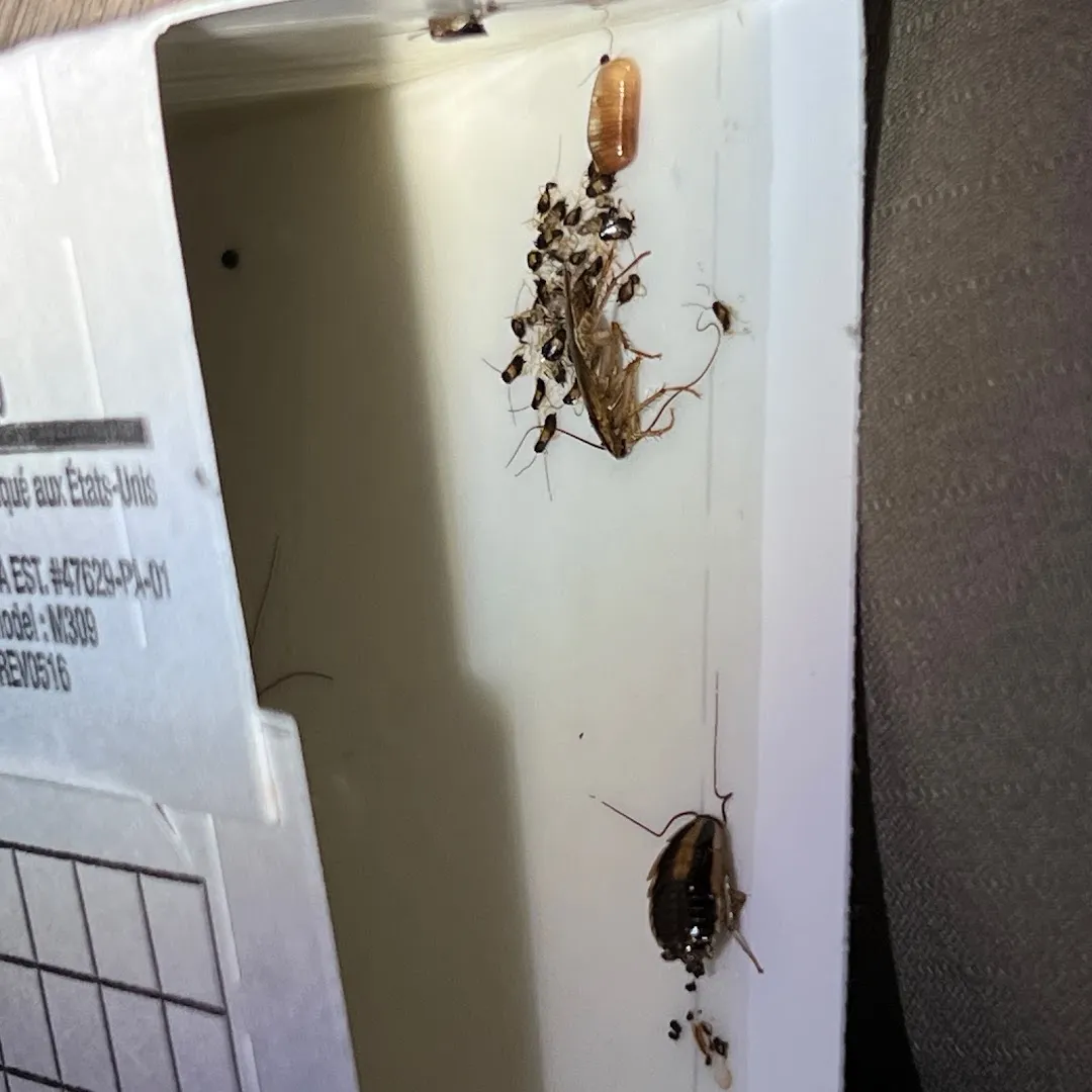 BBK Pest Control in Dallas, TX — business photo 3