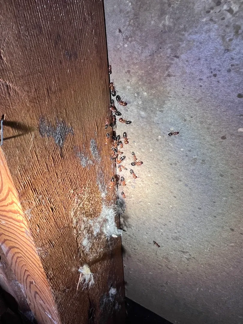 BBK Pest Control in Dallas, TX — business photo 5