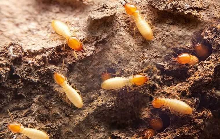 Big Pest Solutions in San Antonio, TX — business photo 4