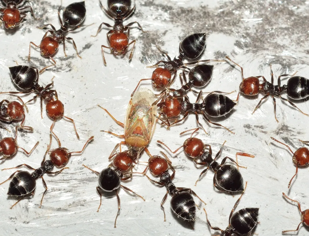 Bichoos Pest control in El Paso, TX — business photo 2