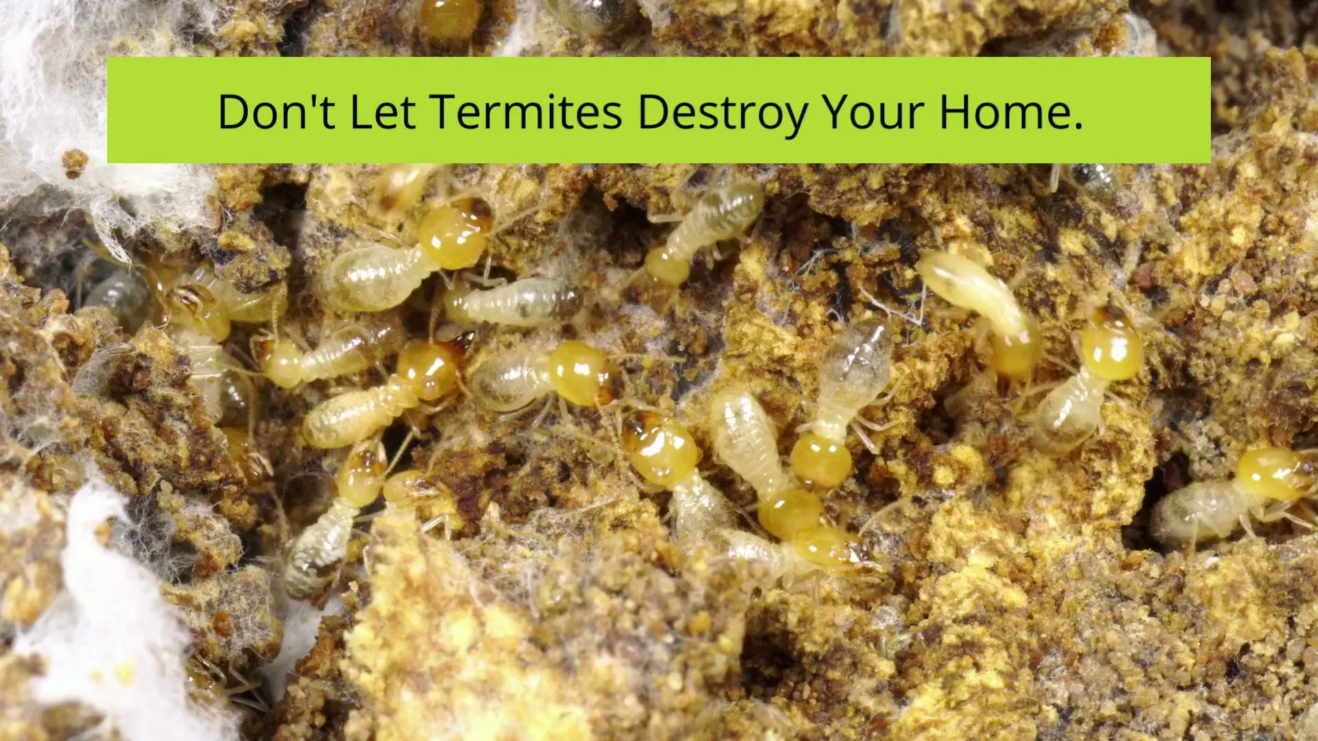 AAA Quality Termite & Pest Control in McKinney, TX — business photo 4