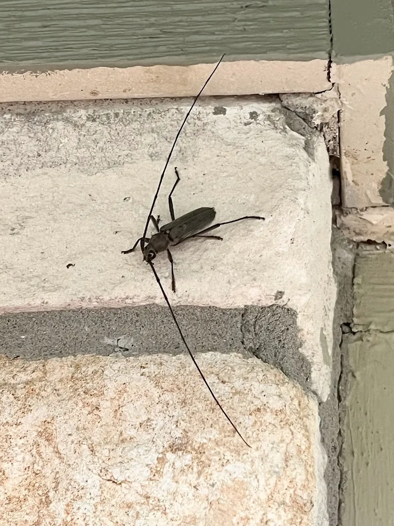 Alternative Pest Control in New Braunfels, TX — business photo 4