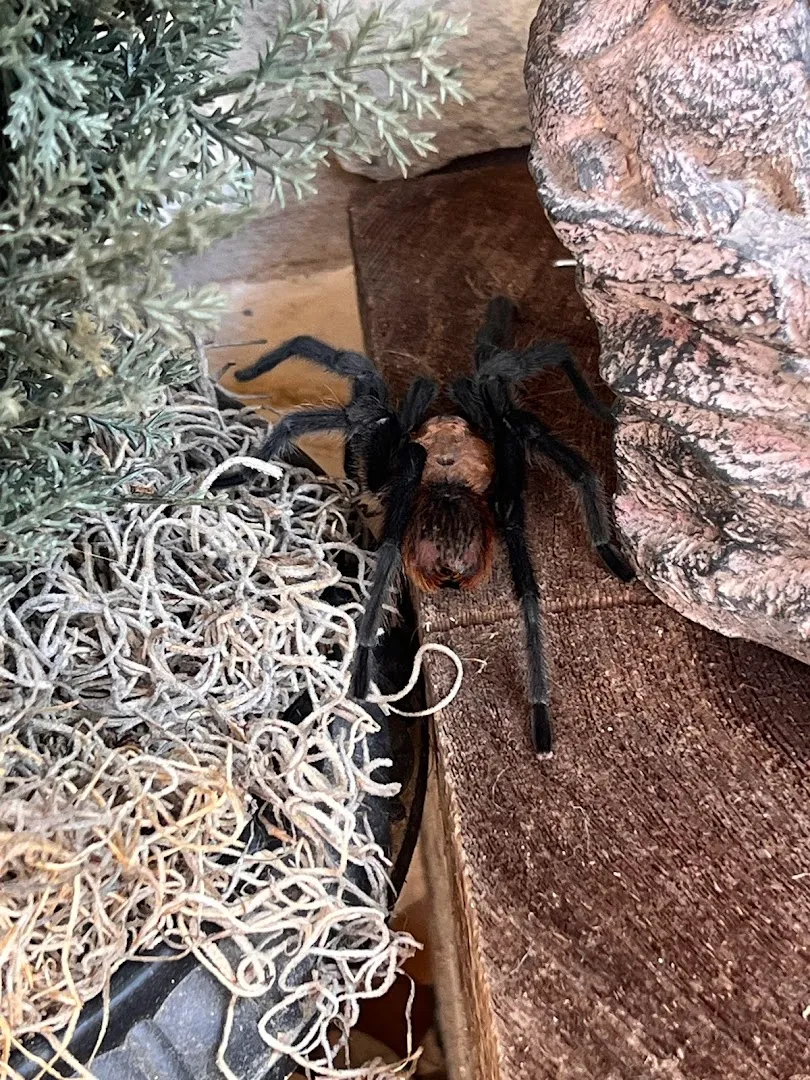 Alternative Pest Control in New Braunfels, TX — business photo 5