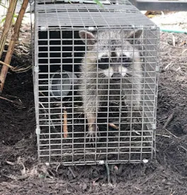 Barrier Pest Management — pest control in Hempstead, WALLER County, TX