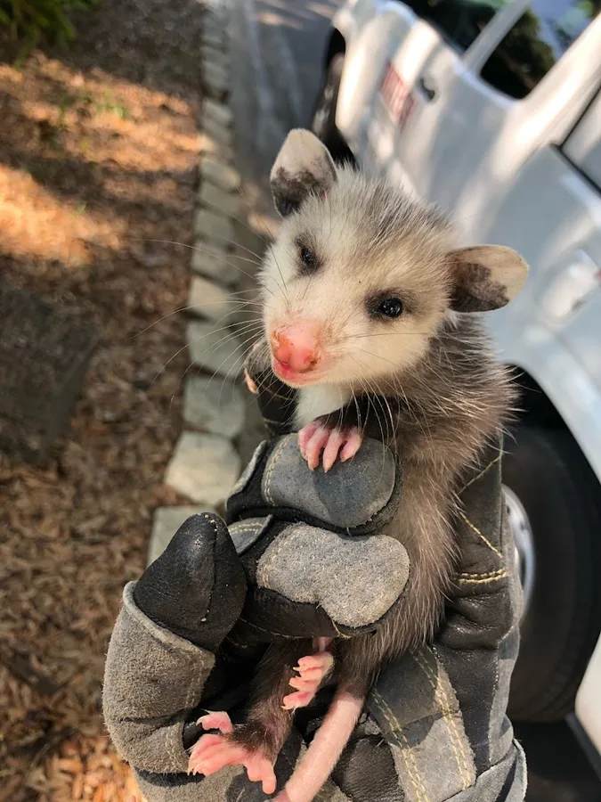 Critter Control in Tomball, TX — business photo 5