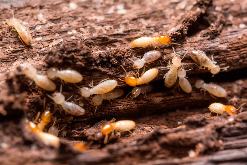 Baywood Exterminating Company in Houston, TX — business photo 3
