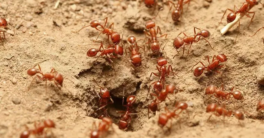 Baywood Exterminating Company in Houston, TX — business photo 6