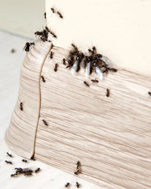 R&R Pest Control Austin in Austin, TX — business photo 5