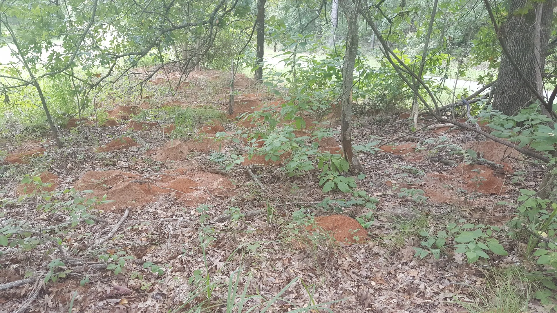 TexGuard Pest Management, LLC — pest control in Gilmer, UPSHUR County, TX