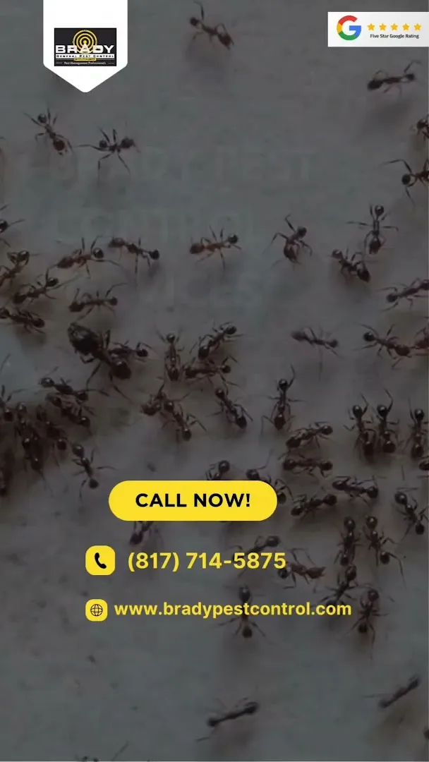 Brady Pest Control in Dallas, TX — business photo 3
