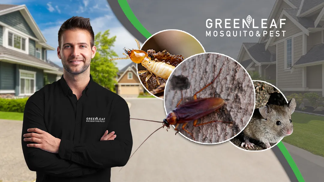 GreenLeaf Mosquito & Pest — pest control in Houston, HARRIS County, TX