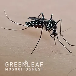 GreenLeaf Mosquito & Pest in Houston, TX — business photo 3