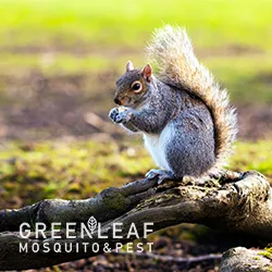 GreenLeaf Mosquito & Pest in Houston, TX — business photo 4