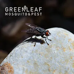 GreenLeaf Mosquito & Pest in Houston, TX — business photo 5