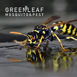GreenLeaf Mosquito & Pest in Houston, TX — business photo 6