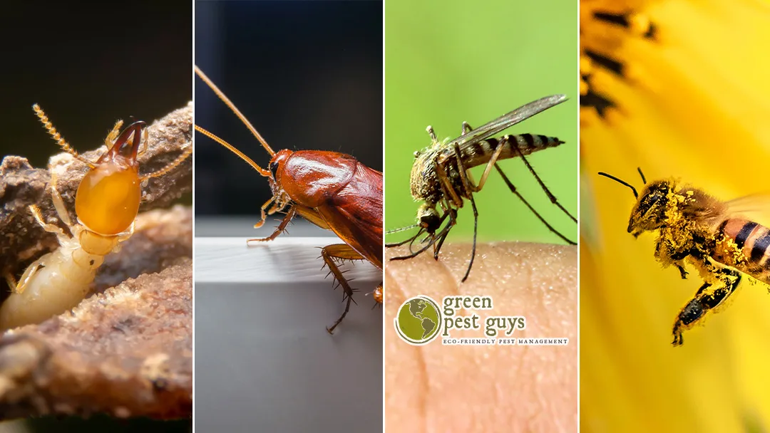 Green Pest Guys Austin — pest control in Georgetown, WILLIAMSON County, TX