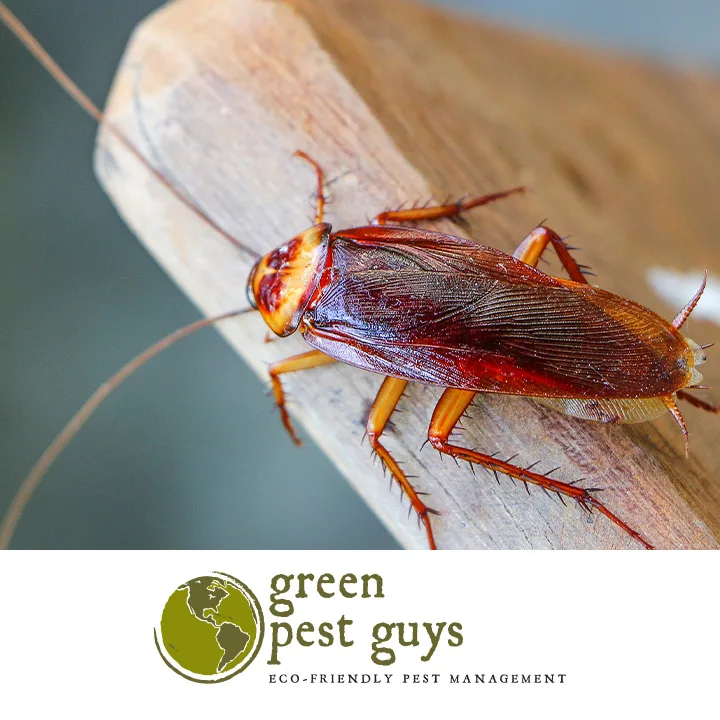 Green Pest Guys Austin in Georgetown, TX — business photo 4